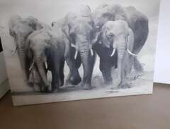 Tavla elefant