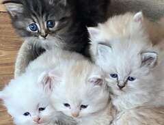 9 underbara kattungar