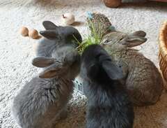4 kaniner till salu från 1...
