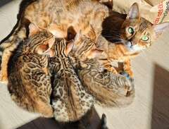 Bengal kattungar med stamtavla