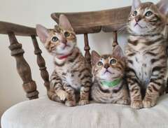 Bengal kattungar med stamta...