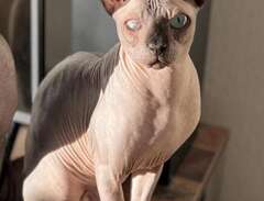 Sphynx omplacering