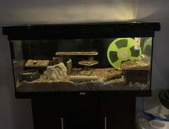 akvarium med hamster