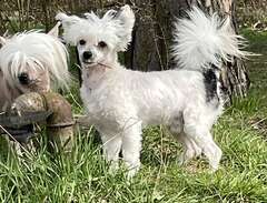 Chinese Crested powder puff...
