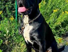 Cane Corso/ omplacering