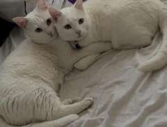 skogskatt/bengal 2 vita katter