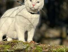 vit katt med blåa ögon