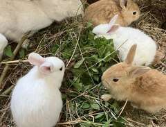 Gotland kaniner