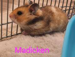Hamsterbebis "Madicken"