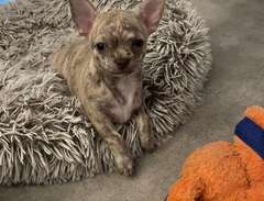 Brindle Chihuahua valp (Tik)