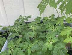 Tomatplantor (Körsbärstomater)