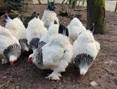 Kycklingar Brahma