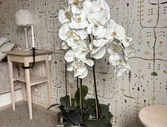 Stor konst orkidé