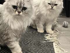 Perser katter