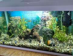 Komplett akvarium med fiskar