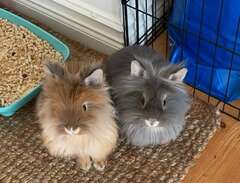 Två kaniner söker nytt hem