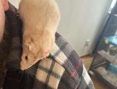 Två fina råttor söker nytt hem