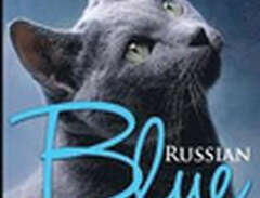 Russian Blue Cats as Pets....